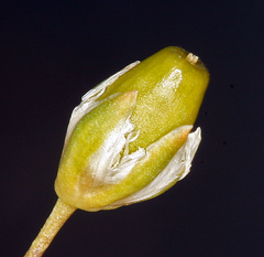 Eremogone ferrisiae