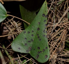 Puccinia smilacis
