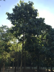 Aleurites moluccanus