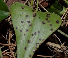 Puccinia smilacis