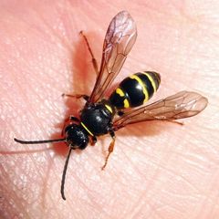 Argogorytes mystaceus