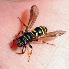 Argogorytes mystaceus