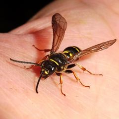 Argogorytes mystaceus