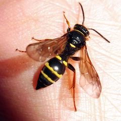 Argogorytes mystaceus