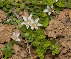 Lysimachia buxifolia