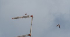 Tachycineta albiventer