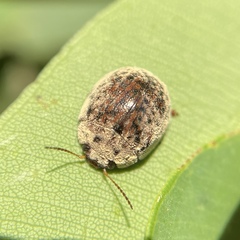 Trachymela orbicularis