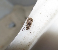 Cacephatus