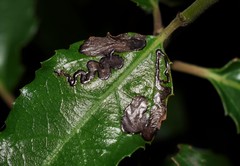 Stigmella rhamnophila