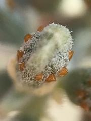 Psorothamnus spinosus