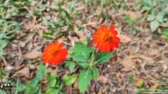 Comaclinium montanum