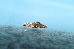 Eschatotypa derogatella