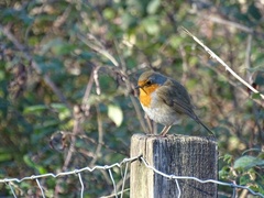 Erithacus rubecula
