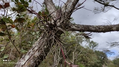 Tillandsia pseudobaileyi