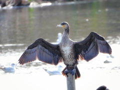 Phalacrocorax carbo