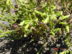 Silene struthioloides