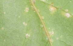 Aspidiotus hedericola