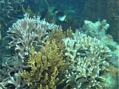 Chaetodontoplus mesoleucus