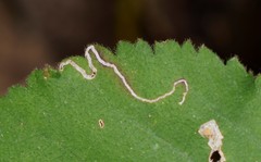 Stigmella auromarginella