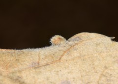 Janetia cerris