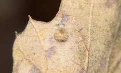 Janetia cerris