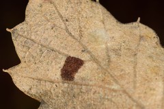 Janetia cerris