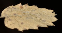 Janetia cerris