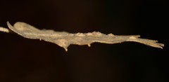 Janetia cerris