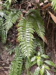 Hymenasplenium unilaterale