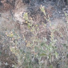 Brickellia tomentella