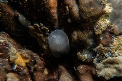 Aldisa albomarginata