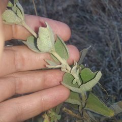 Brickellia tomentella