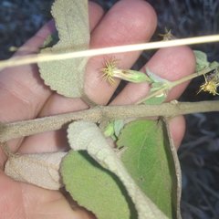 Brickellia tomentella