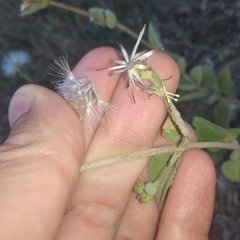 Brickellia tomentella