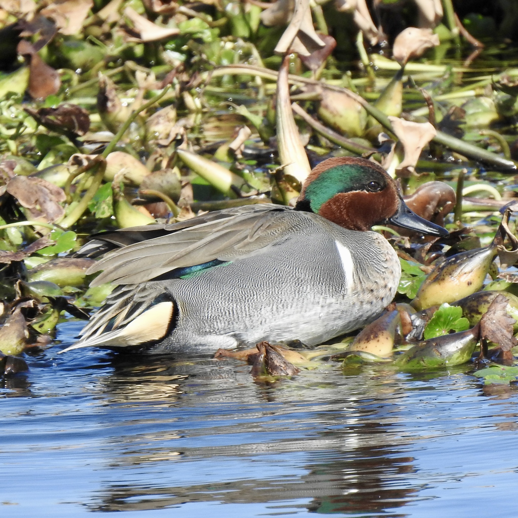 Eurasian/Green-winged Teal (Anas crecca)