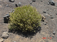 Silene struthioloides