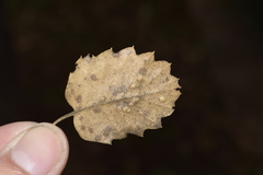 Quercus ithaburensis macrolepis