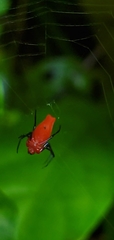 Leucauge licina