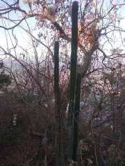 Stenocereus treleasei