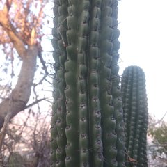 Stenocereus treleasei