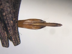 Dicerca caudata