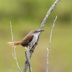 Limnoctites rectirostris