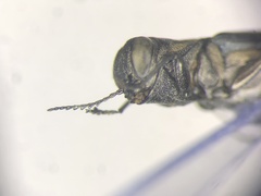 Agrilus bilineatus