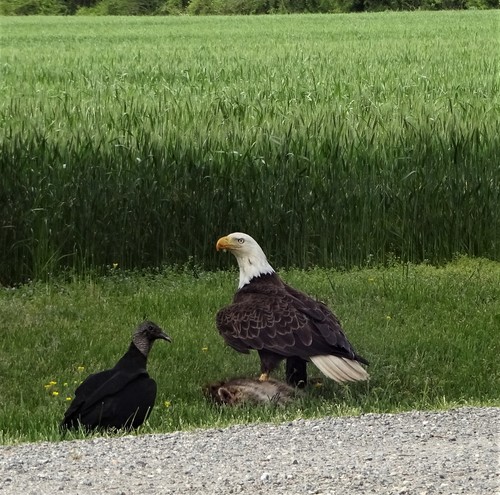 Bald Eagle photographed in Virginia