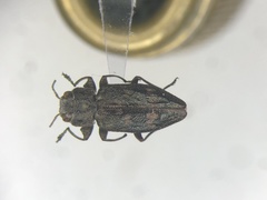 Chrysobothris quadriimpressa