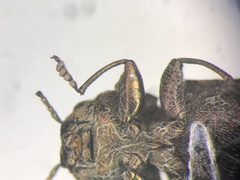 Chrysobothris quadriimpressa