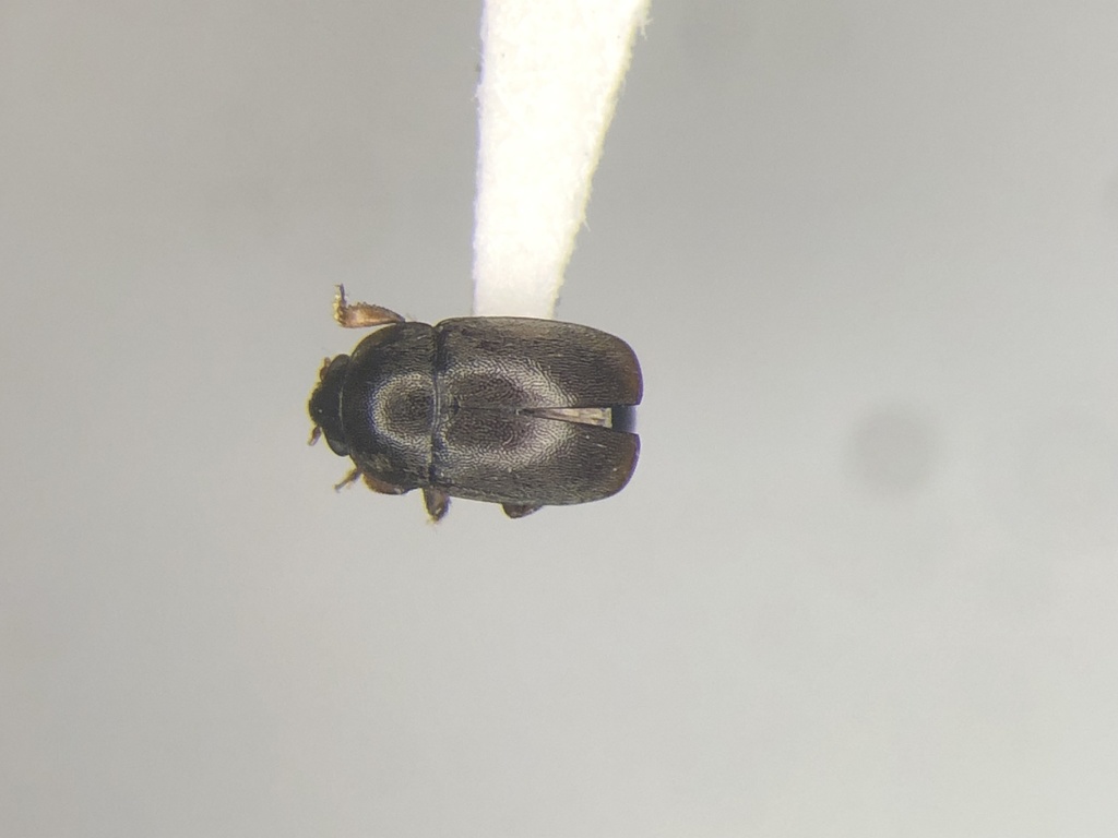 Meligethes nigrescens