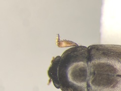 Fabogethes nigrescens