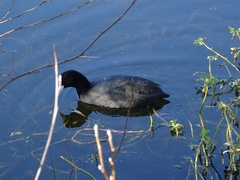 Fulica atra