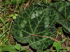 Cyclamen graecum graecum